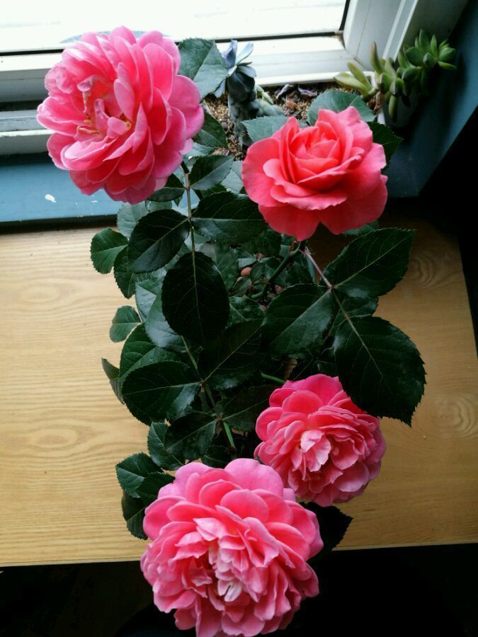 绿萝|养此款花卉,好养如绿萝,简单易成活,纯洁美