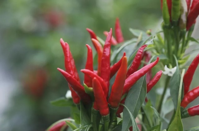 慢性疾病|大蒜是高血压的“发物”？医生：不想血管“报废”，2种素食尽量别吃