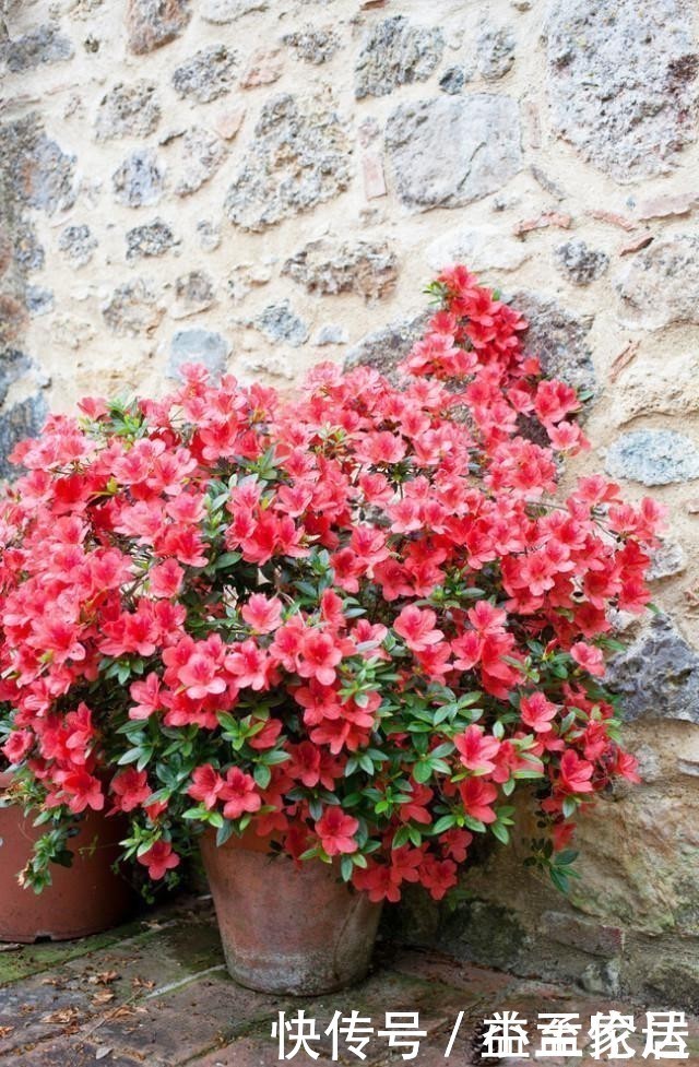 茶花|都说杜鹃、茶花难养,其实问题就三点,做好了常年长得好开花多