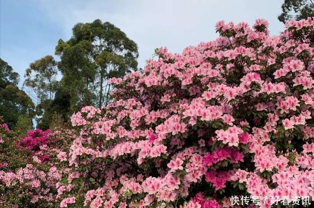 最美人间四月天，成都这片千亩花海“刷爆”朋友圈，春游踏青走起