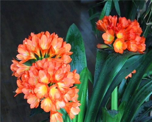 君子兰不开花怎么办十年花店老板透露,只需满足3个条件