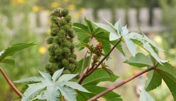 作物|农村一种野草身上有刺,不受农民待见,现在药用价值高,能治痔疮