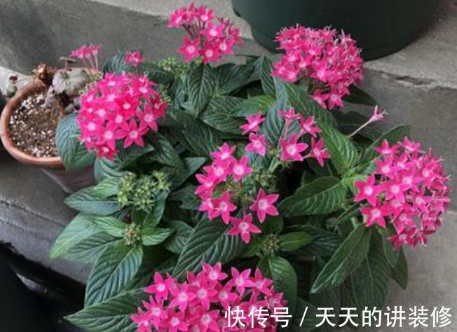 种花|不怕“秋老虎”的4种花，养护容易，花儿持续绽放