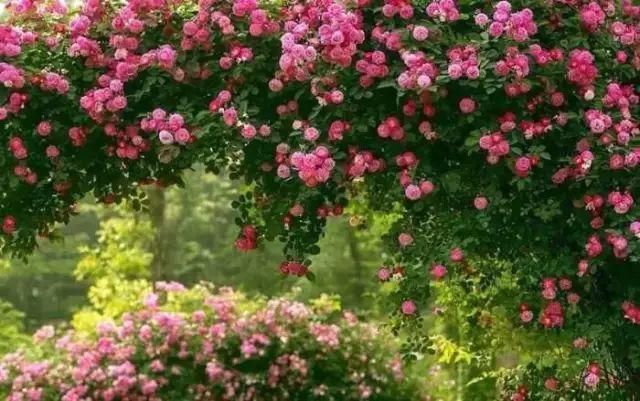 这几种花，种对了是花墙, 种错了只是篱笆