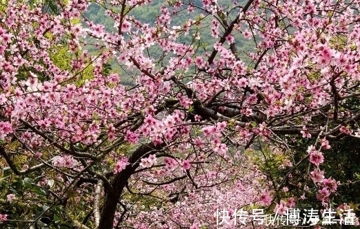 桃花朵朵|到了2021年，喜鹊报喜，4属相富贵不请自来，桃花朵朵，日子红火