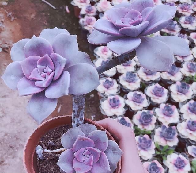 紫乐多肉不一般,颜色漂亮又好养,冬天打理好了还能变成老桩