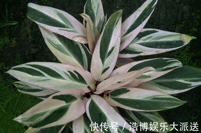 植物|房间里养什么花来几盆竹芋，新颖叶片大