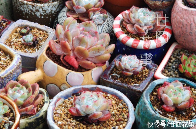 肉肉|多肉烂根变萎蔫，逃不过3个原因，对症处理恢复快