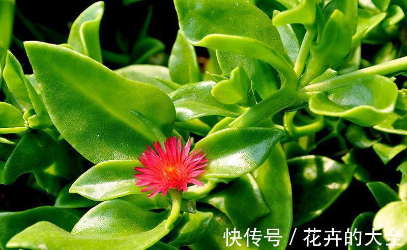 穿心莲|这6种长在地里的“天然青霉素”，隔三差五吃一回，常吃少生病