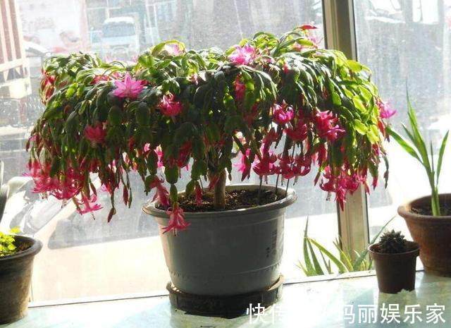 养好蟹爪兰并不难,掌握几点,年年花开不断,长成大瀑布!