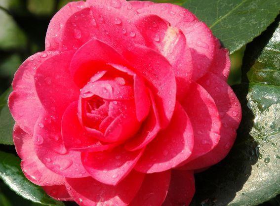 农历|农历6月24日开始,养花养个耐看的,花型奇特美丽,年年开花不断