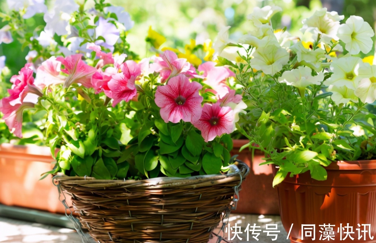 养花“贵精”不在多,养上这“3种”,谁看了都喜欢