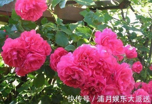 美极了|喜欢玫瑰,不如养“优良品种”玫瑰园尤特森,花比叶多,美极了