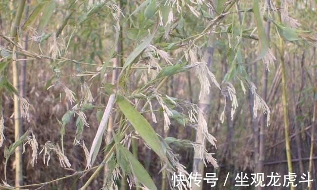 好兆头|奇闻:百年难遇竹子开花,老者却说不是好兆头
