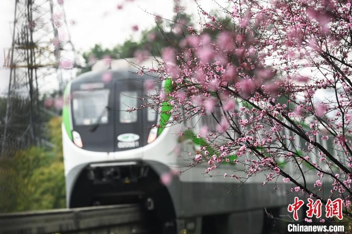 重庆单轨列车穿梭梅花林成美丽风景