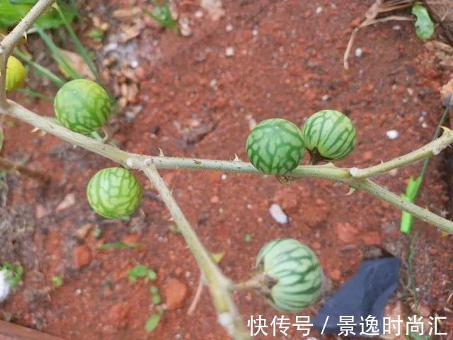 龙葵|门口的果子像“龙葵”,赶紧要拔掉、千万别吃,会中毒