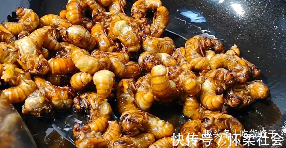 高蛋白食物|地下蛰伏5年,知了能吃吗吃了对身体有何危害为了健康别再吃错