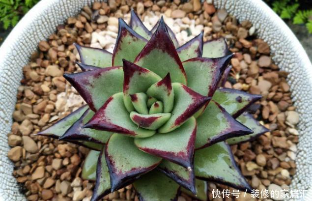 光照|怎么养护霸气侧漏的多肉乌木?需掌握3个要点!