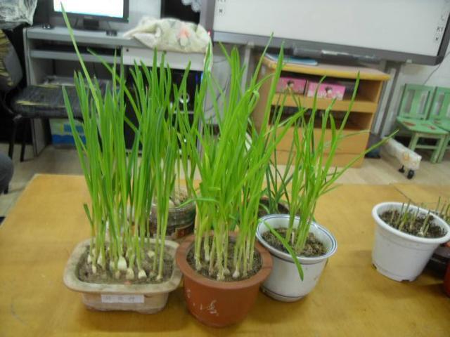 大蒜上下切两刀,找个废油桶埋进去,大蒜苗割一茬长一茬