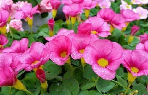 几款小花便宜又好养，全年开花不断，越养越喜欢