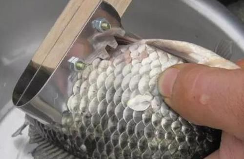 刮鱼鳞时,鱼鳞到处飞?只需一个保鲜袋,快速去鳞不乱飞,特干净