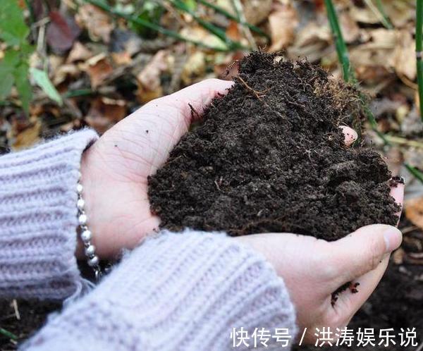 居家自制肥|居家自制肥别光盯着淘米水了，用它们做花肥，营养价值更高
