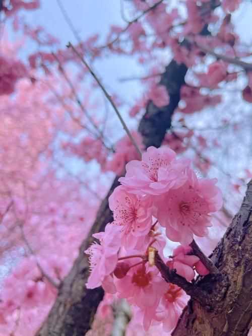 春暖花开日，这些“宝藏”赏花地，值得你打卡