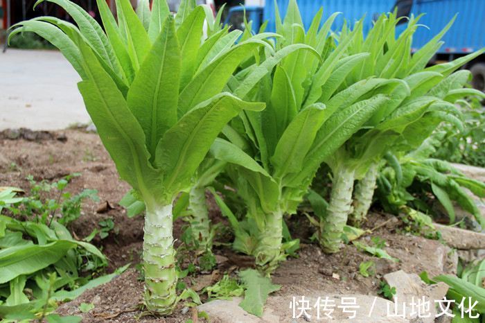 阳台养上“3种菜”,不仅观赏价值高,常吃还能远离“癌细胞”!