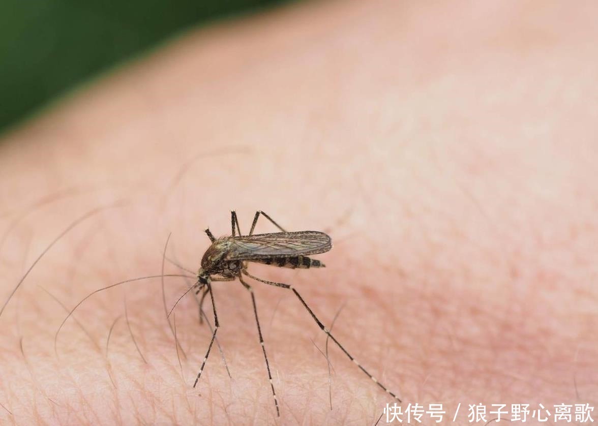 蚊子整晚嗡嗡叫,只需几个小方法,一觉安睡到天亮