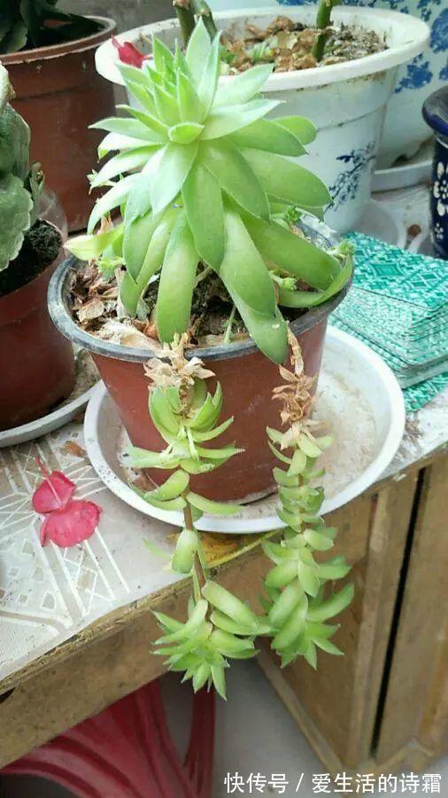 肉友|天一热,别管多肉徒不徒长了,能活下来就不容易!