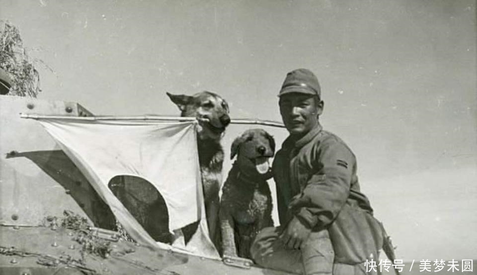收缴|日军投降后，大量军犬被收缴，却难驯服，用子弹送回家