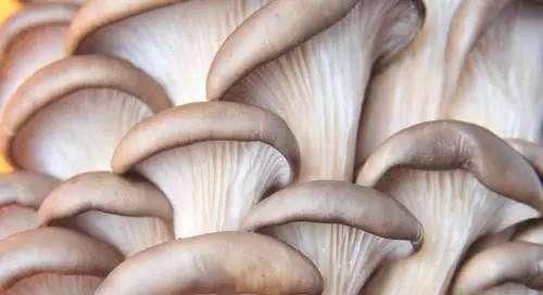 葡萄干|减肥期间,4种“减脂食物”代替晚餐,轻轻松松养出易瘦体质