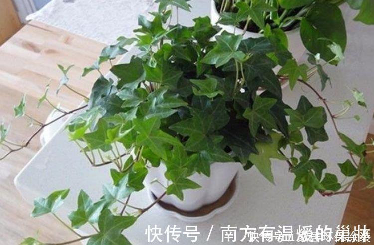 好兆头|家里养这几款植物,旺宅招财好兆头,红红火火旺事业,家中必备