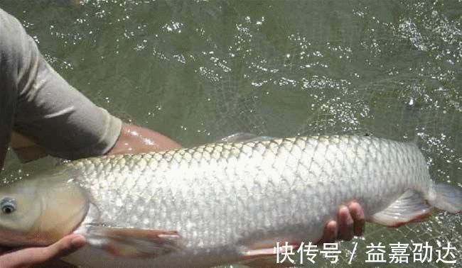 “放长线钓大鱼”早落伍！老钓友都流行这样做，每天2小时就鱼获满满