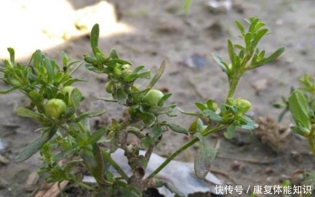 山中这种“植物”，以前当粮食，如今才知是“接骨草”，珍贵！