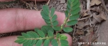 暑热腹泻|人称“阴阳草”,如今不多见,看到是福气,别拔,拔1棵少1棵