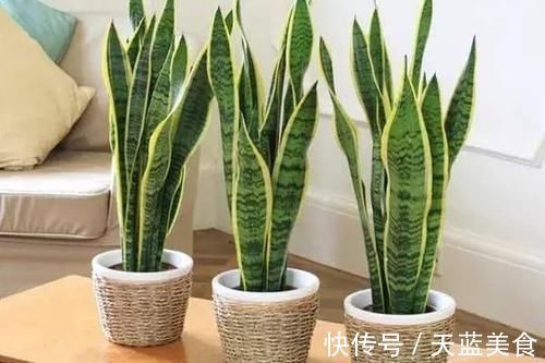 龟背竹|人养花,花也养人,这5种花,越养家里越干净,聪明人都喜欢