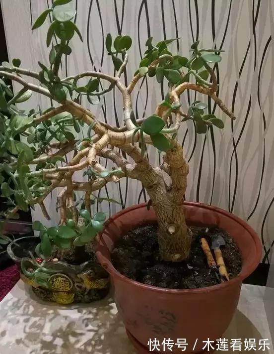 叶子|玉树金钱树，叶子一夜掉光，根软要倒掉，再不救就剩下盆了！
