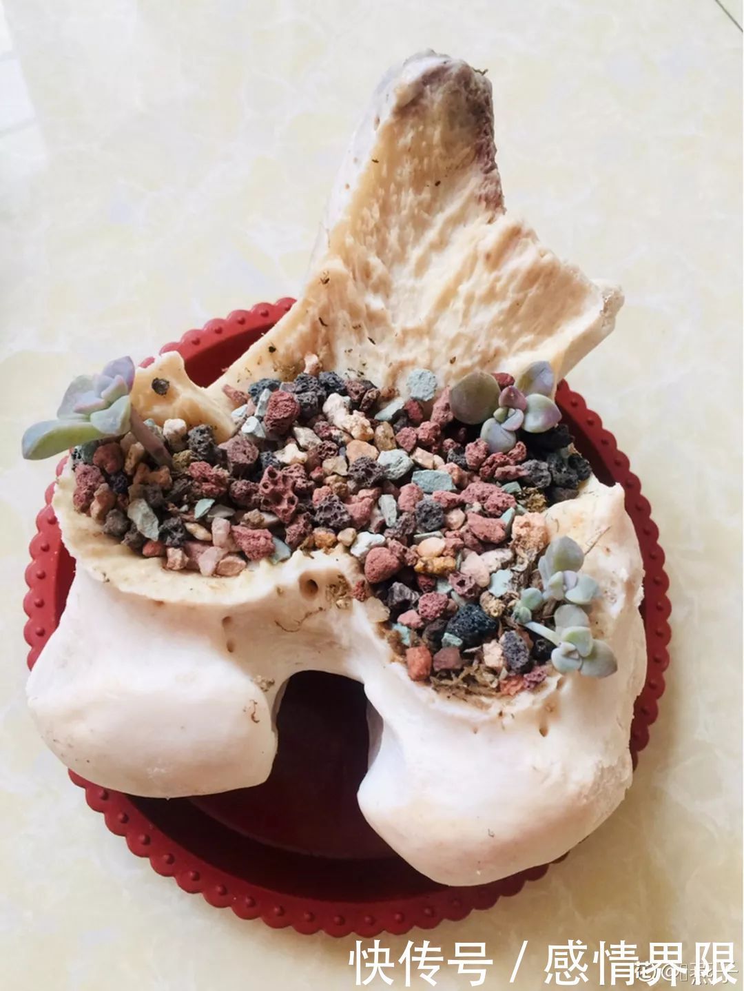 多肉盆栽猪肉这么贵,骨头洗干净种多肉,比花盆还好看