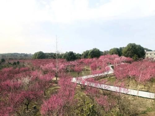 荆州区乡村旅游越来越红火，多个景点扩建，将成为市区后花园