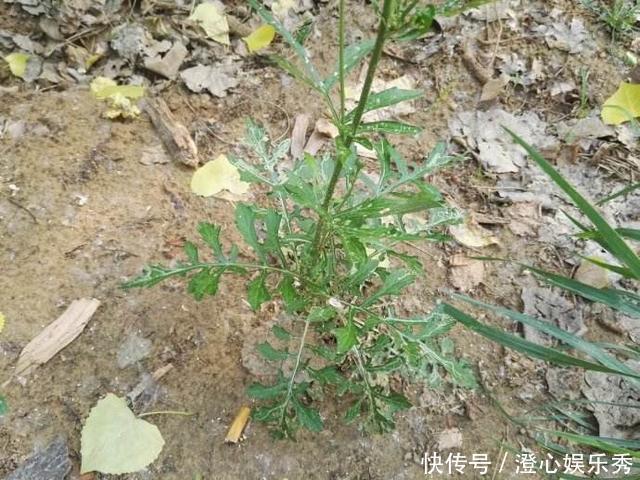 生在水塘边的野草,人称“花苦荬”,都拿来喂猪,它可是珍贵药材