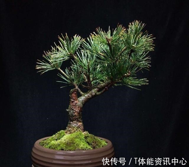 枝干|日本盆景源自中国,其盆景艺术发展迅猛,将盆景艺术推向全世界!