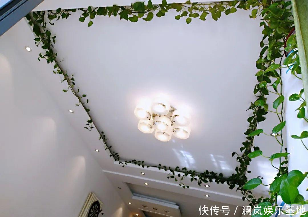 3个月后才回家,家里的花疯了,墙缝、房顶都爬满!