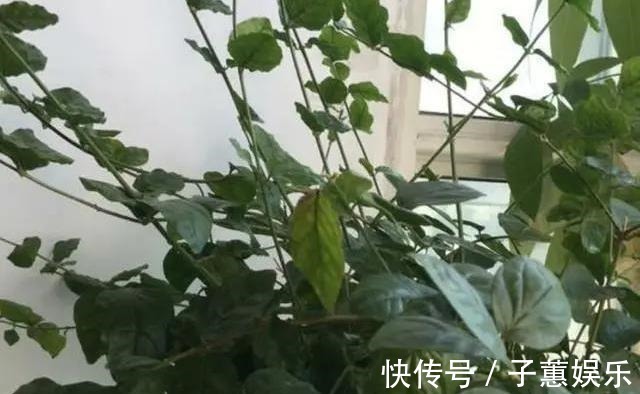 修剪|茉莉花的修剪工作分成3个阶段,掌握好修剪技巧,花开满枝头