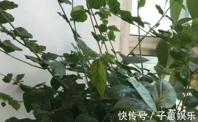 修剪|茉莉花的修剪工作分成3个阶段，掌握好修剪技巧，花开满枝头