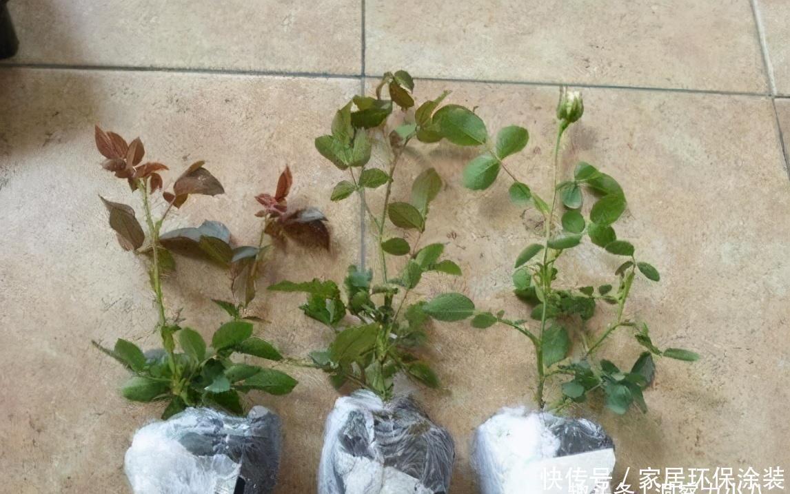 温度|月季服盆慢,满足“三要求”,“快速缓苗”,三周冒出一堆大白根