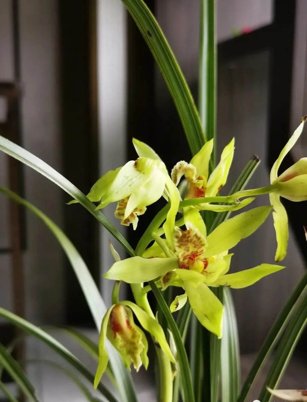 松针腐殖土养兰花,做好两件事,来年春天有好植料