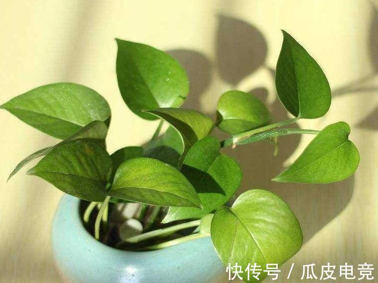 一氧化碳|卧室放这四种植物,对人体大有好处