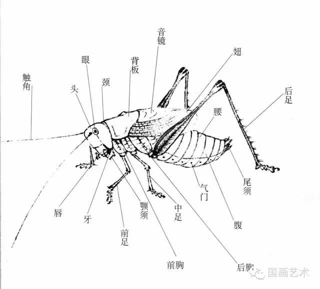  蝈蝈的工笔和写意画法