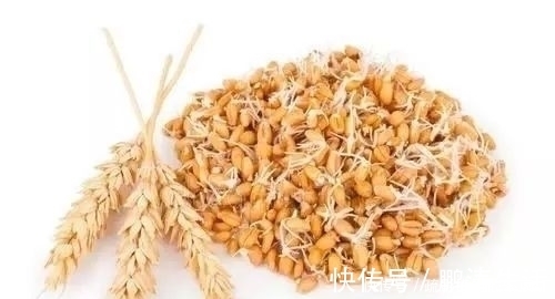 鲤鱼最爱吃什么野钓多年终于得出答案,五种鲤鱼无法抗拒的好物